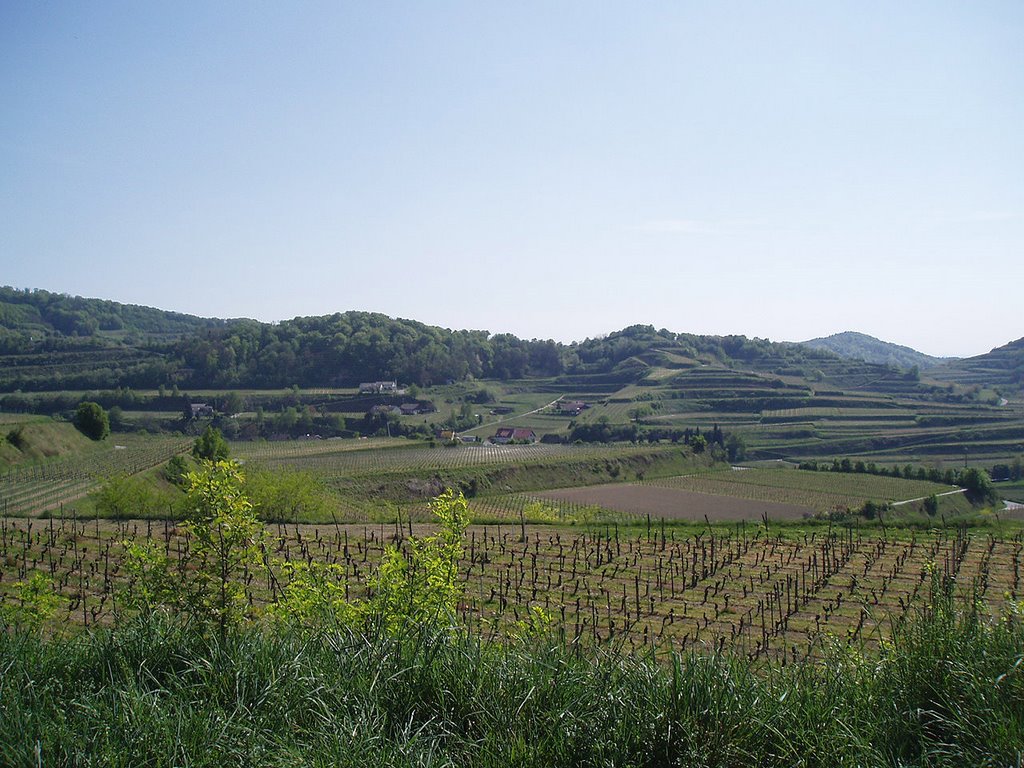 Les vignes de Bickensohl by BrunS