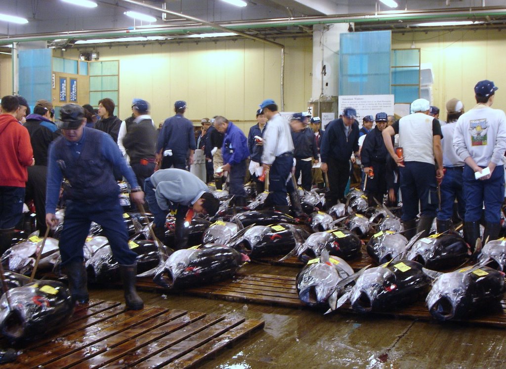 Auction Tokyo Tsukiji Market by János Móró