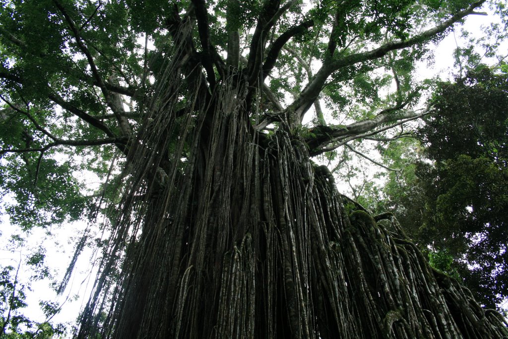 Courtain Fig Tree, Yungaburra by donsimon2