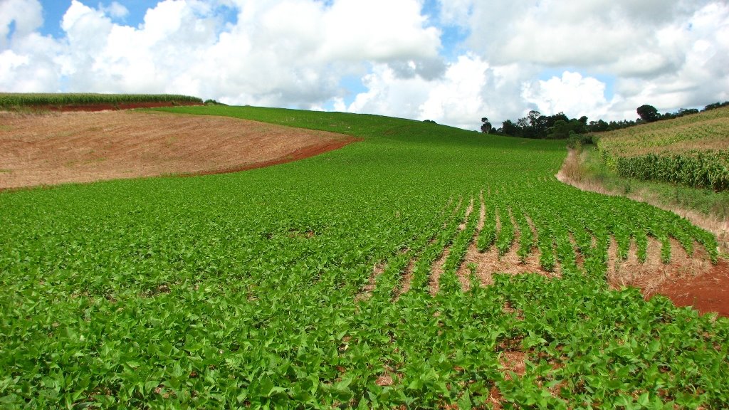 Cultivo de Soja - Zona Rural em Erebango - RS by Cezar Mario Rech