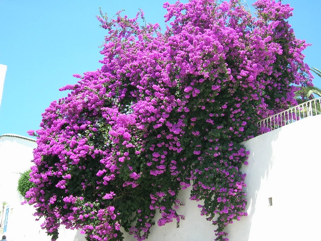 Sidi Bou Said by denver1906