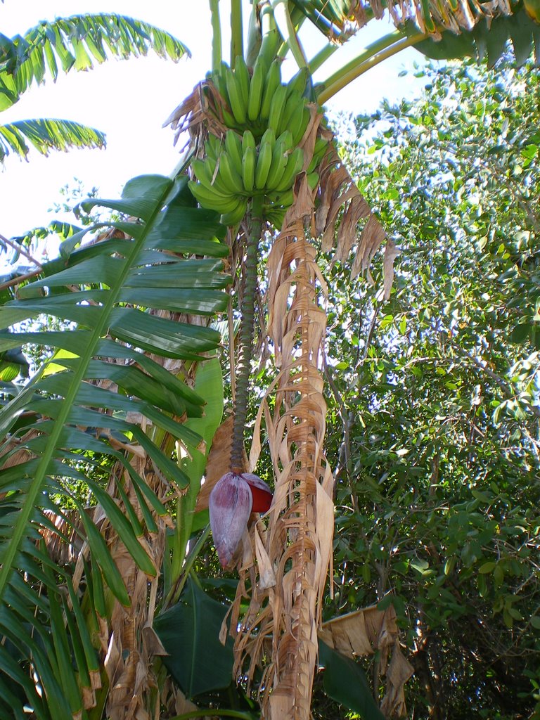 Bananas at the palladium by geemaillet