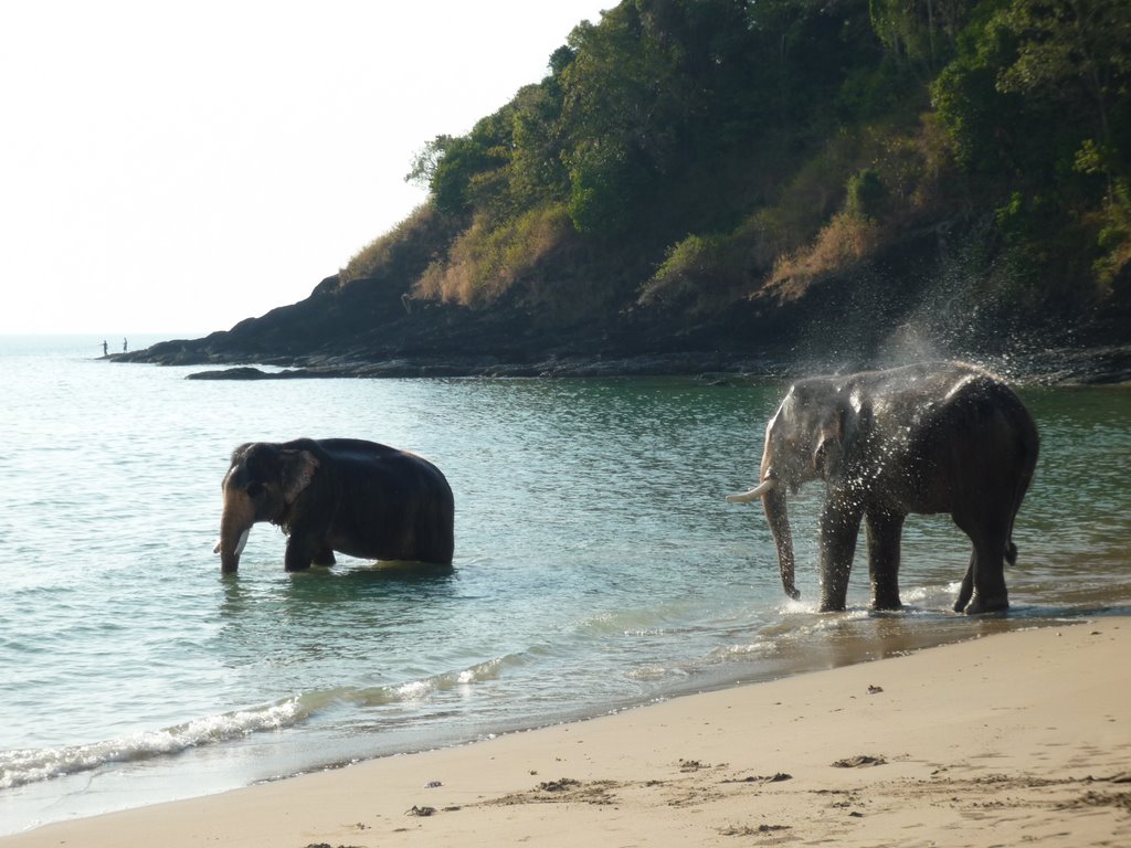 Elephants take a bath after carrying tourists all day. by Sochi2008