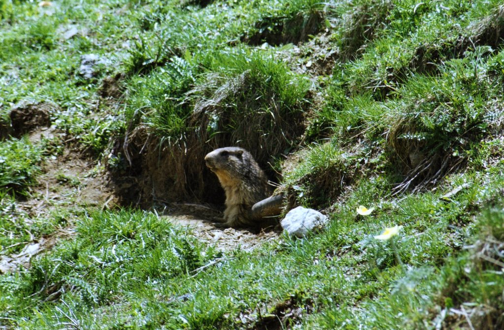 La marmotta di guardia by arcieremario