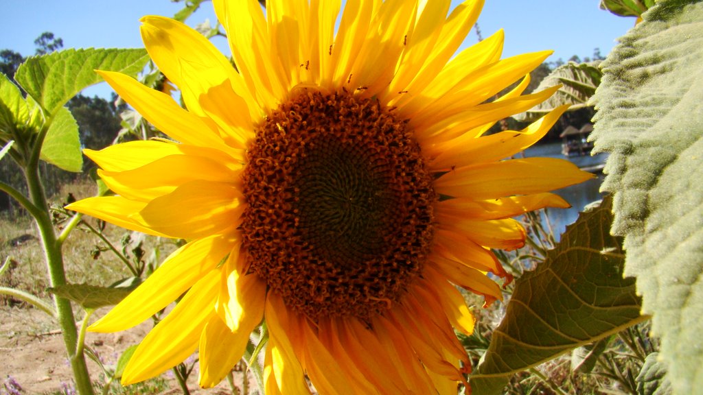 Girasol en tranque de la luz by Mauricio Alvarado Pa…