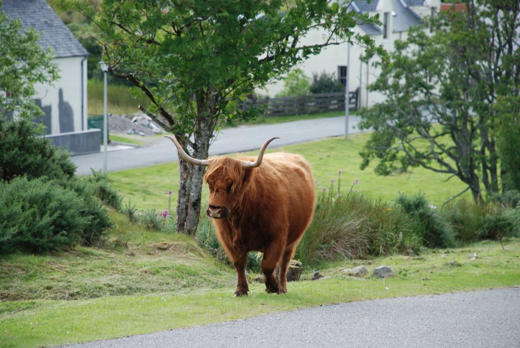 Highland cattle by caruso1921