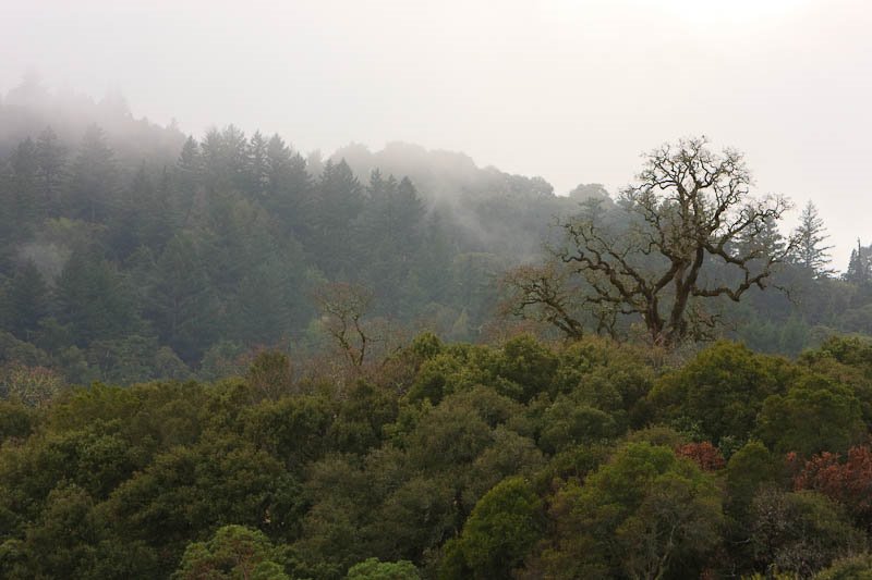 Montebello Open Space Preserve by NikM