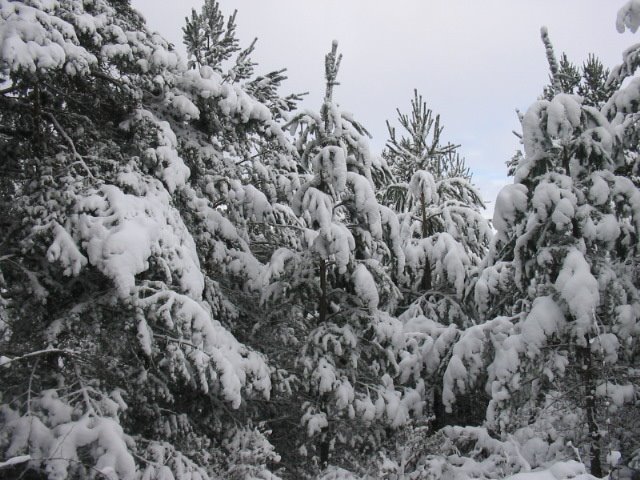 Ramas nevadas by BRONCHALES