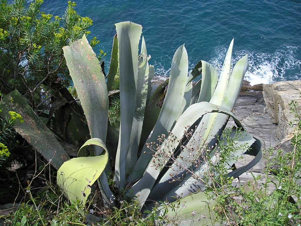 Panorama dalle Cinque Terre by Kamerleng