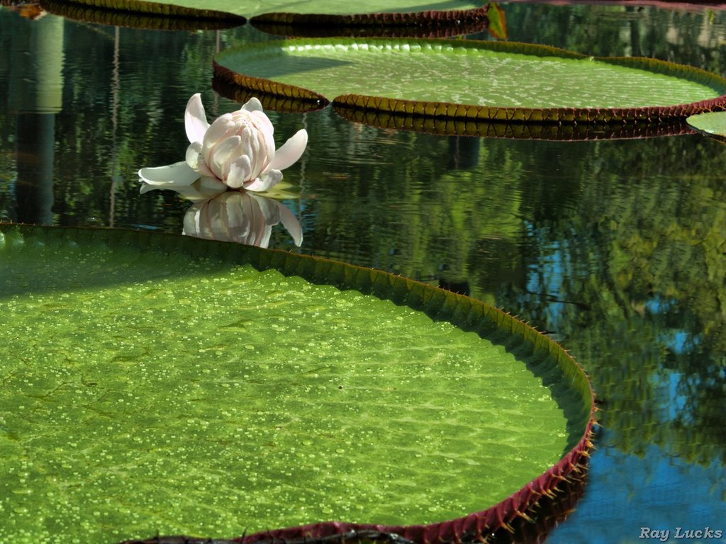 Amazon Water Lilly - Adelaide Botanical Gardens by Rainer L