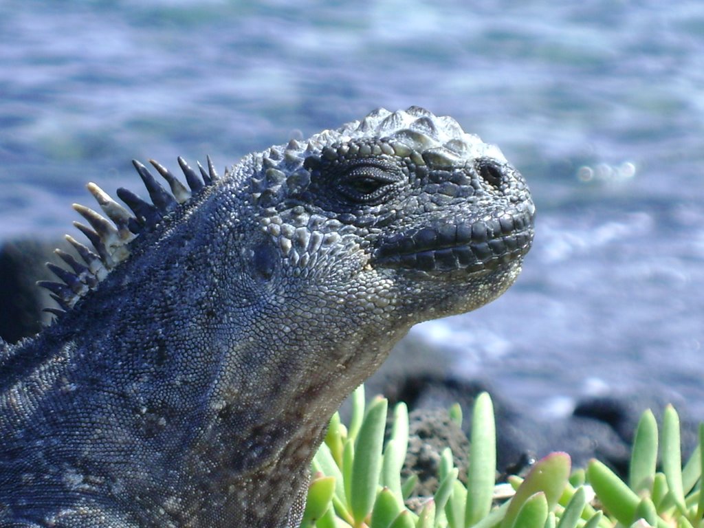 Iguana marina en playa de la Estación -Puerto Ayora by lacumbre_190