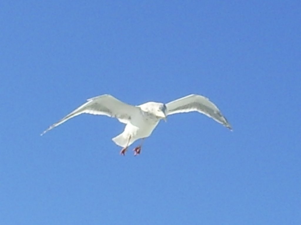 Seagull by Rockberg