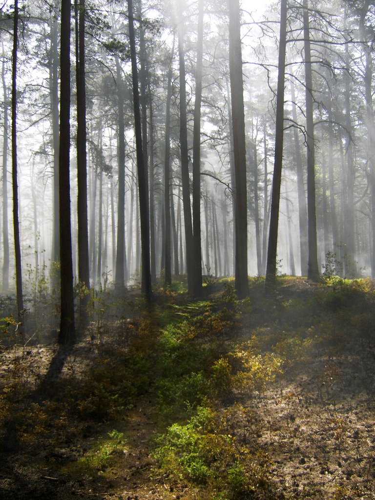 Burning forest - 30.05.2008 - Druvciems by Dmitrijs Purgalvis