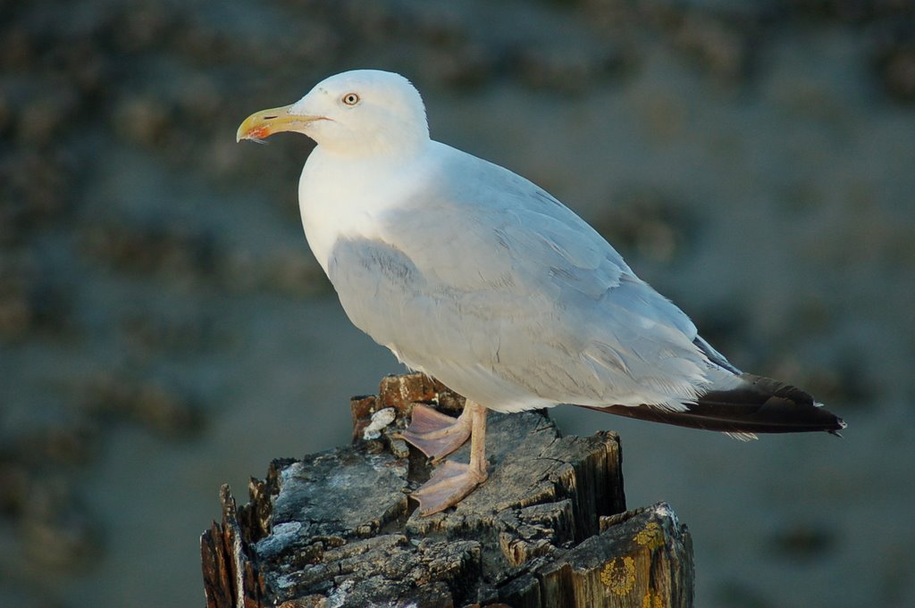 Seagull by rafal.matula