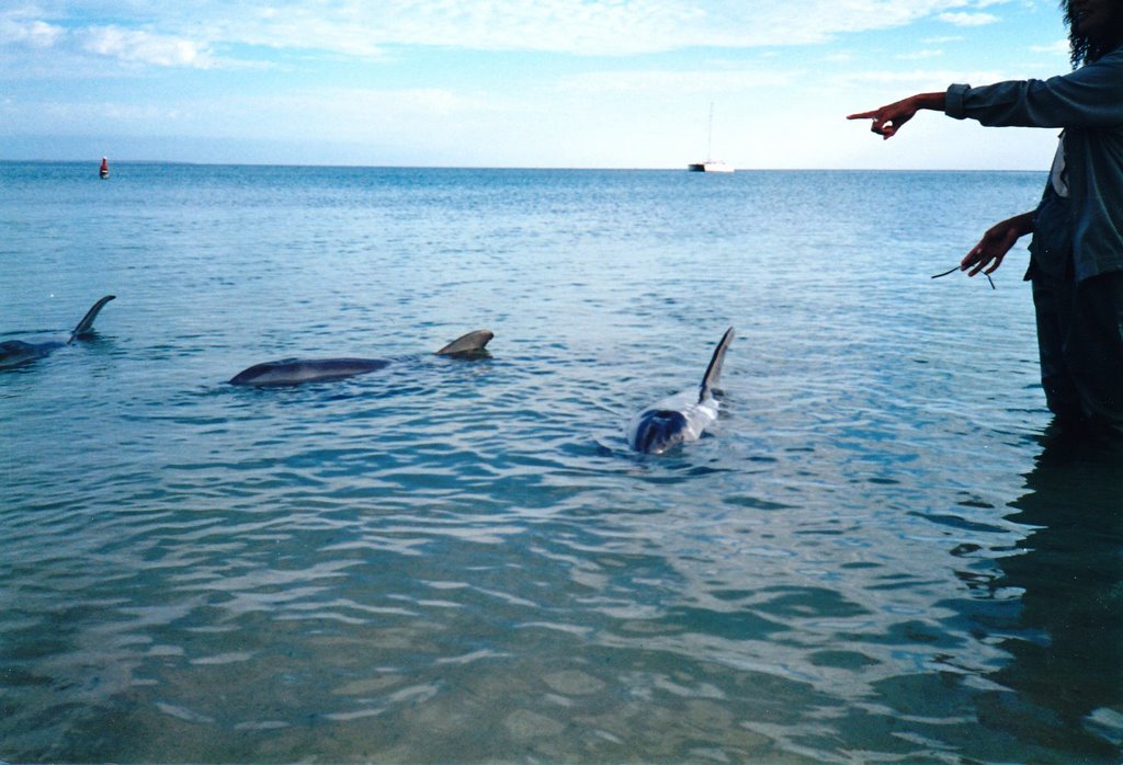 Dolphins checking out the people on the beach by Derek Snaith