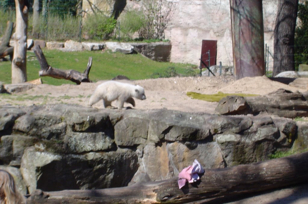 Polarbear Baby Knut, Zoologischer Garten Berlin, Germany, April 7 2007 by Jens ||¿Æ¬ŒΞЩ|| Germany