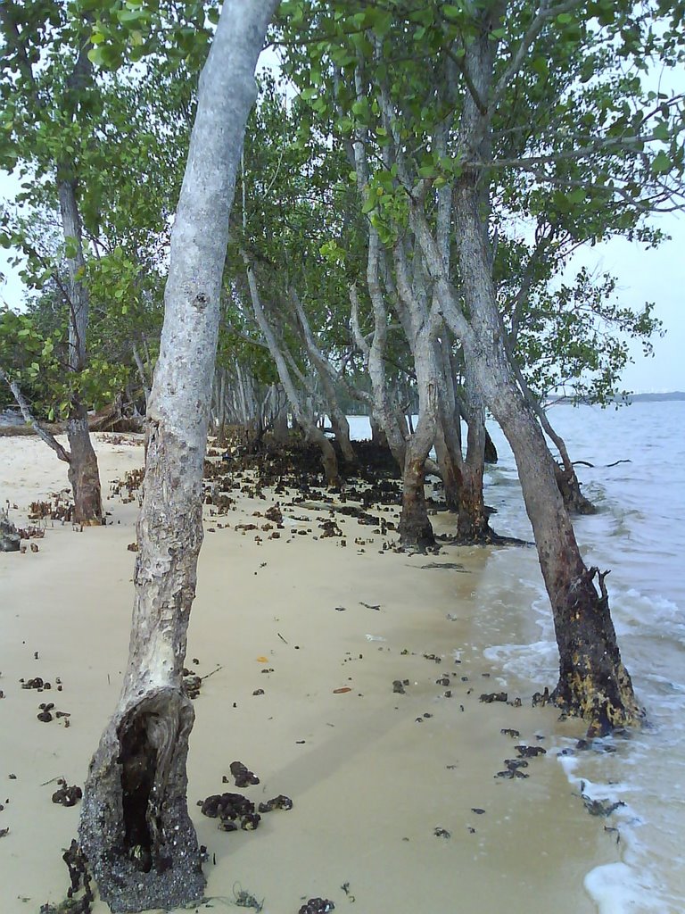 Seaside trees by immabi