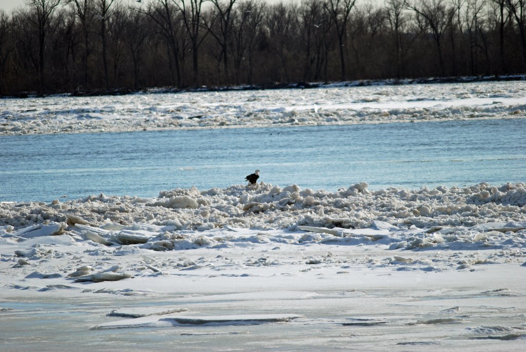 Eagle Watching Along The Great River Road by Dave Rudloff