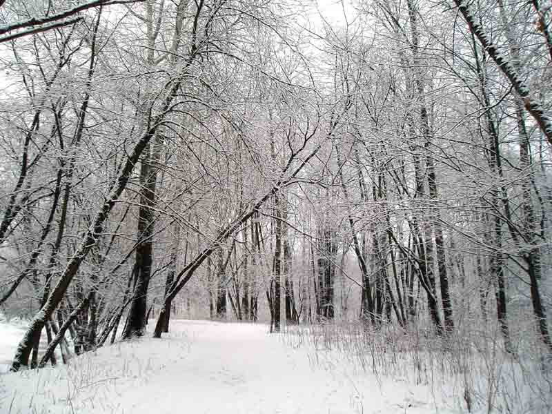 After the night snowfall by Sergei Sarychev