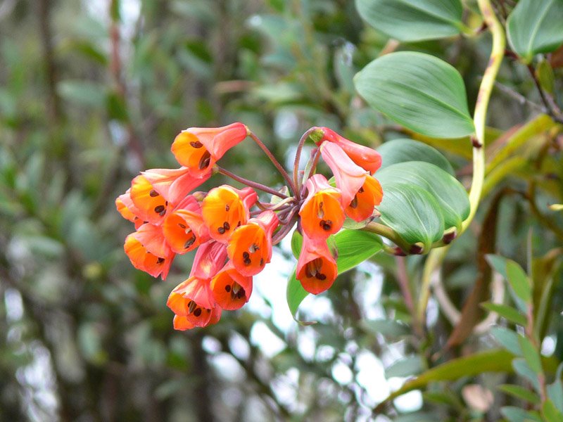 Flor de montaña by Gustavo Alvarado Sab…