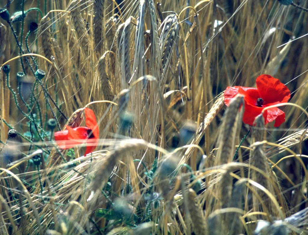 Mohn by Franjo17