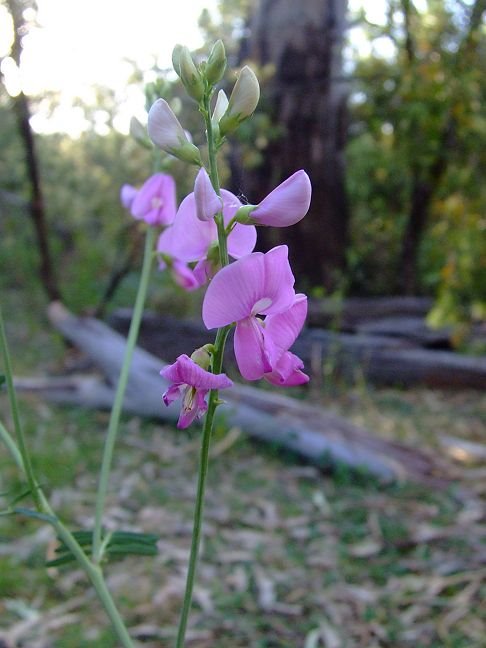 Swainsona queenslandica (Fabaceae: Faboideae) by Greg Steenbeeke