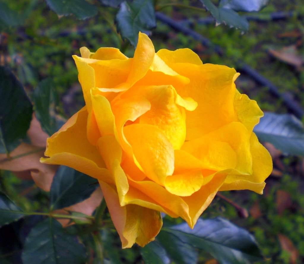 Yellow color but not for hate....(by Sylvietsak) by Sylvie Tsak