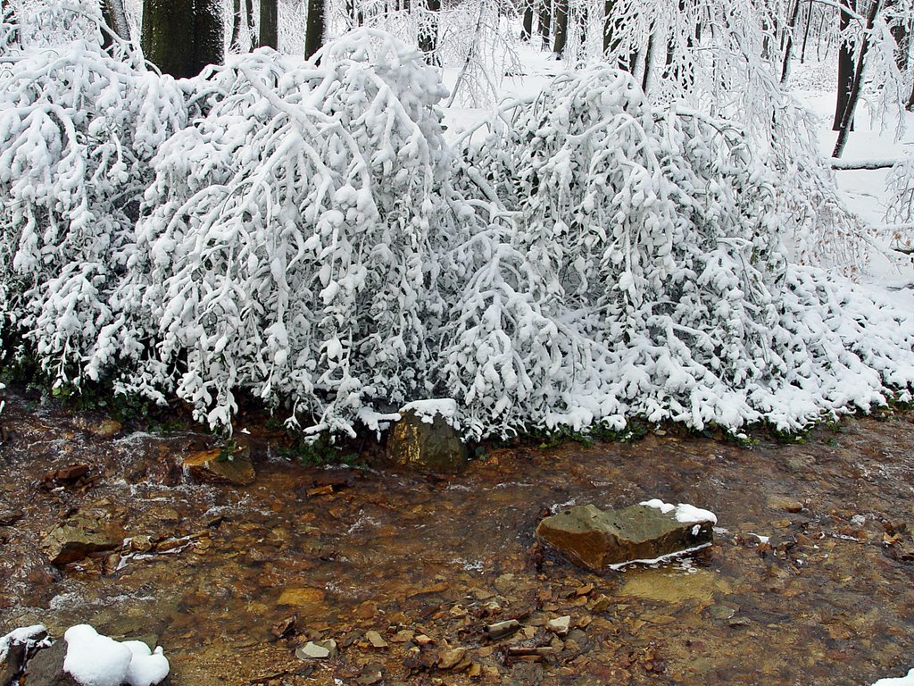 In the forest (bois de la Belle Hé) near Spa. Winter 2009 by andorraliechtenstein