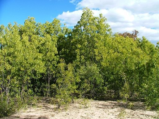 Owenia acidula (Meliaceae) by Greg Steenbeeke