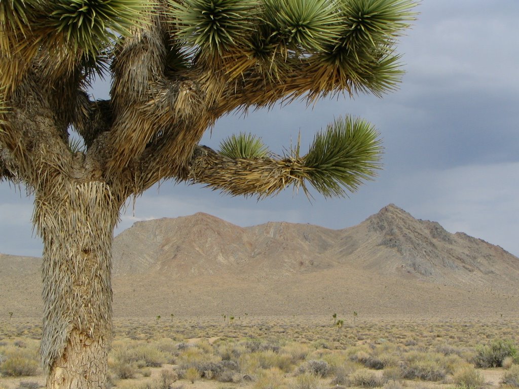 Death Valley by Steve Visual Eyes