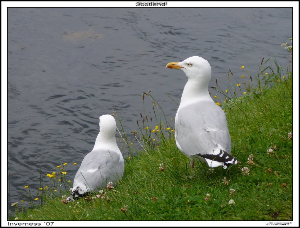 Párik čajok striebristých / larus argentatus by visionmtb