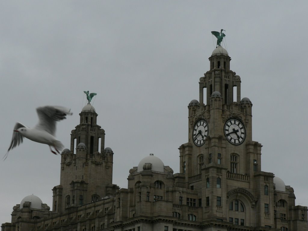 Bird in front of Liverpool Liver Bldgs by Tillyfarlar