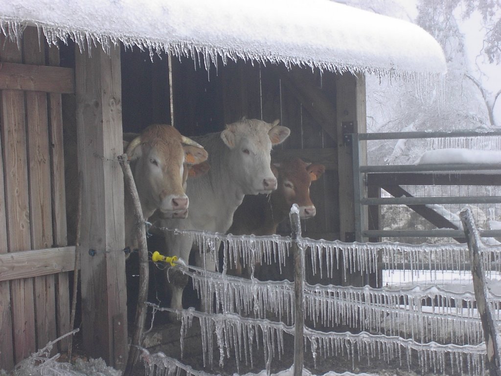 Vaches by Sandrine CABROL