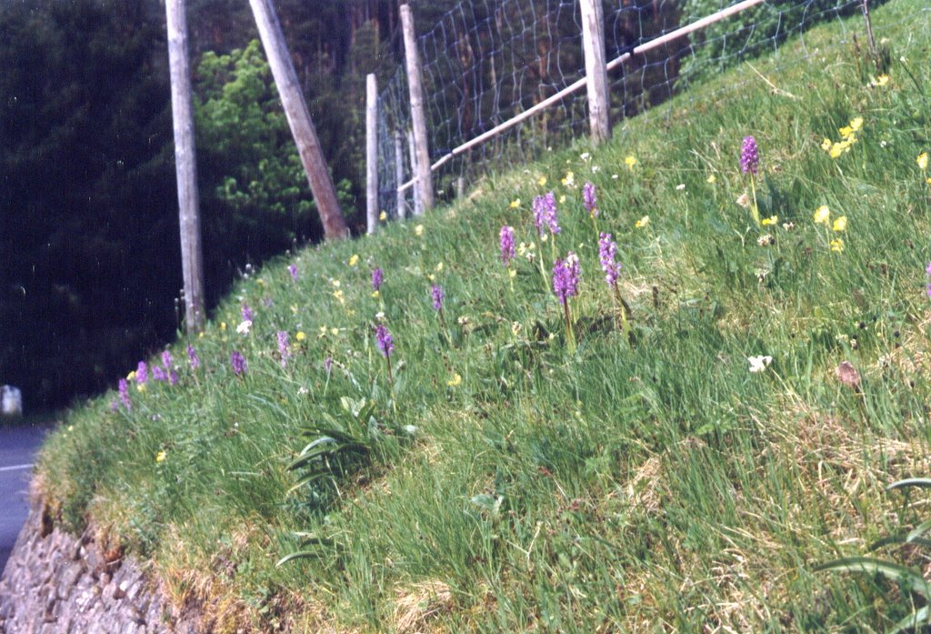 Orchids on roadside Col Fouchy by FvAmerongen