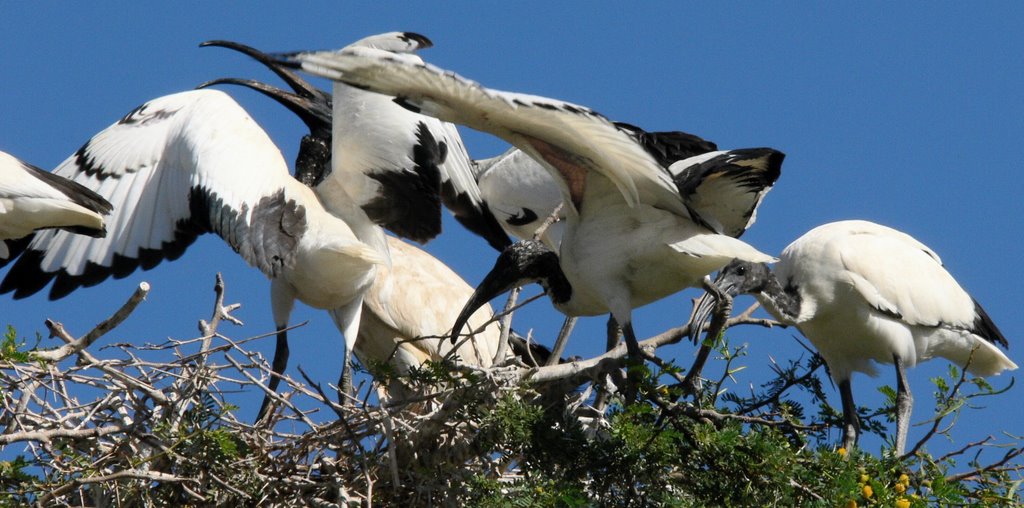 Sacred Ibis by GreyArts