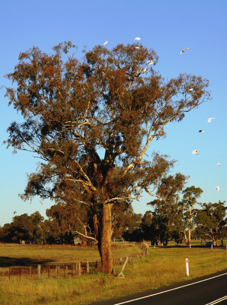 Elong Elong NSW 2831, Australia by Picture Paddy