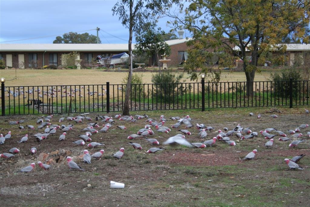 Hundreds of Galahs by rdelavega