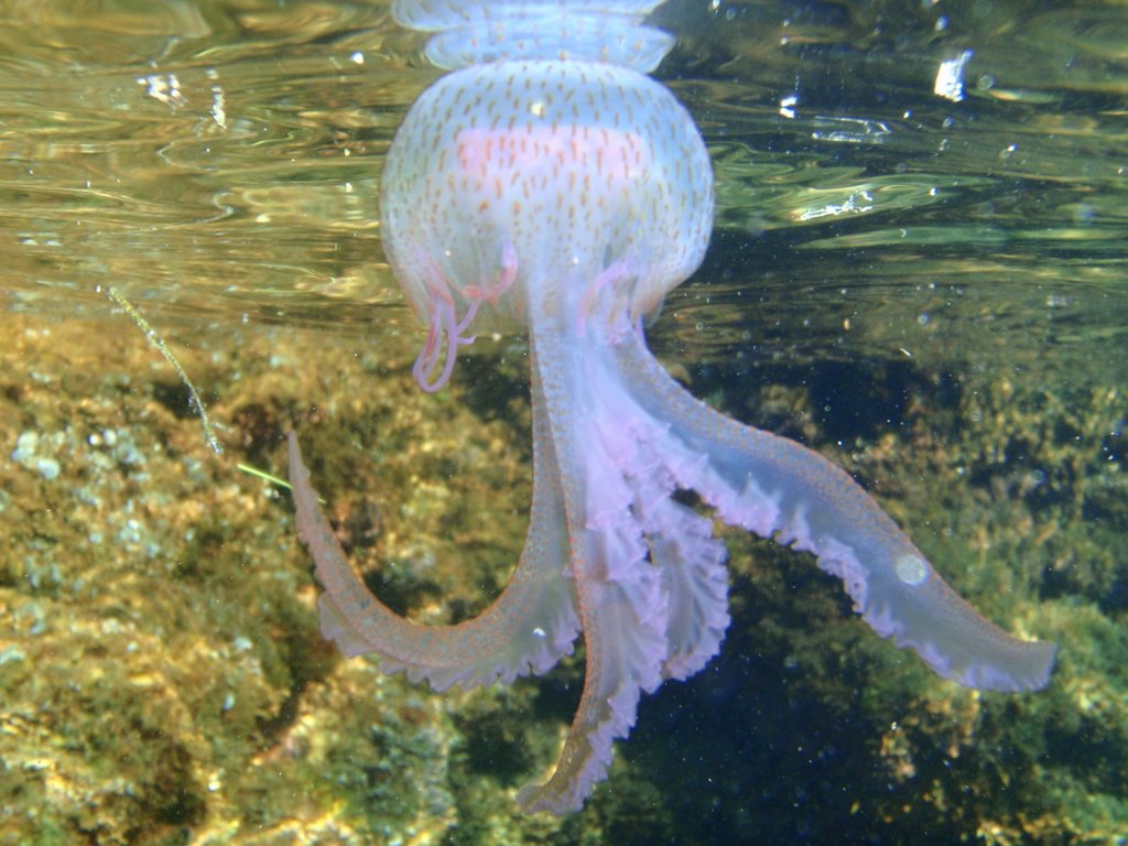 Verudela Jelly Fish by Gyula Gottlieb