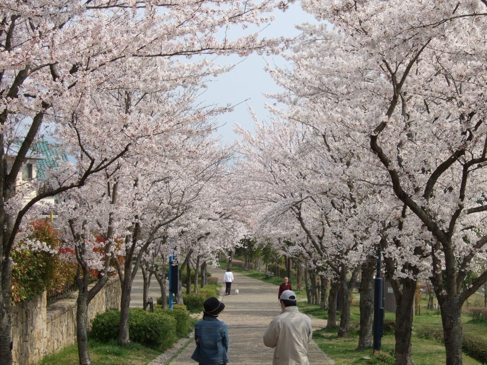 Hiratani-gawa ryokuchi - spring （平谷川緑地 - 桜） by hiro.n