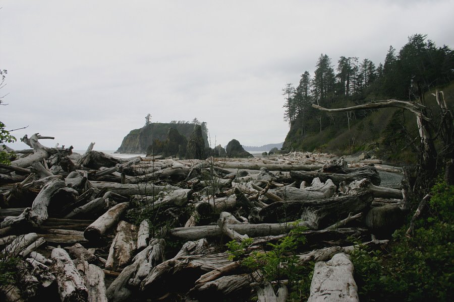 Ruby Beach Driftwood by fordgo