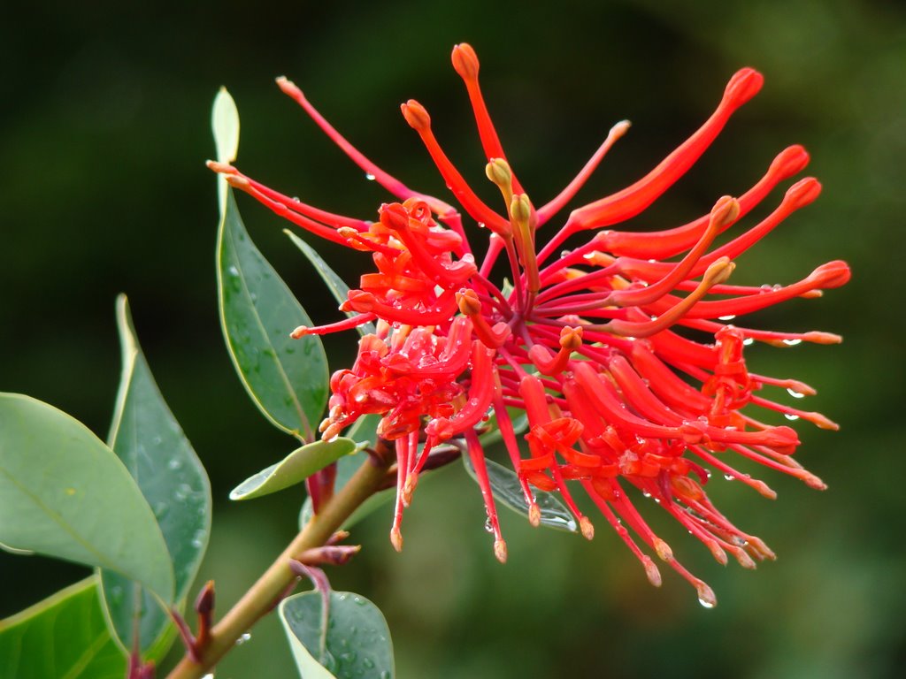 la flor del calafate by J.ESQUINAS