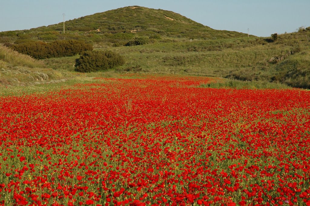 Amapolas by ajfernandez