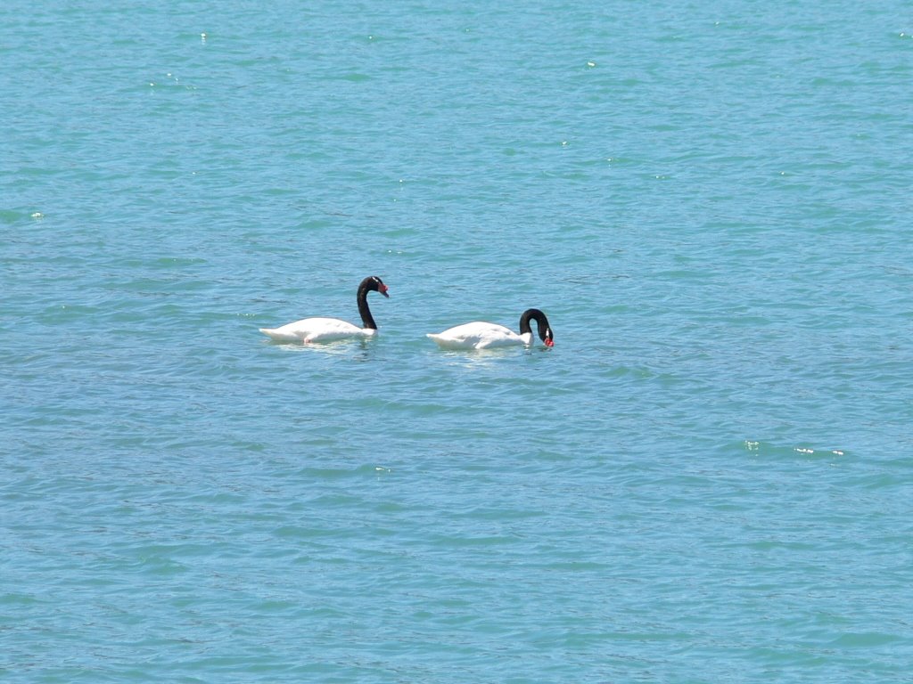 CLICK AQUI PARA VER CISNES EN MACHICURA by profebarrera