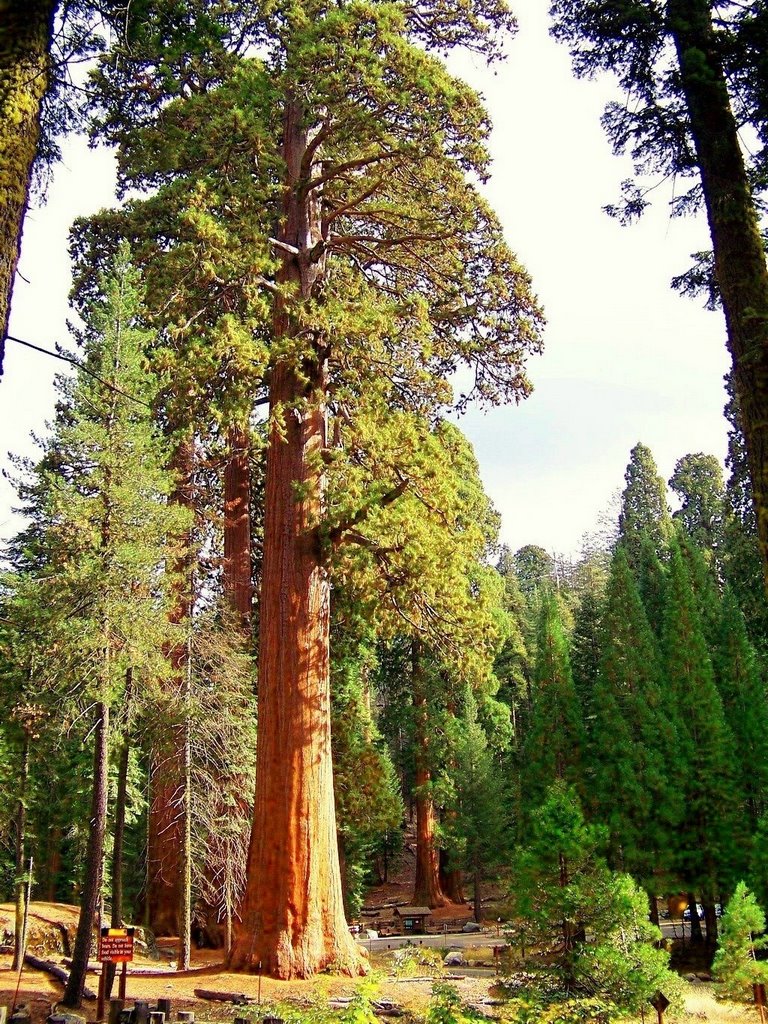 The world's largest and oldest trees by Will Noble