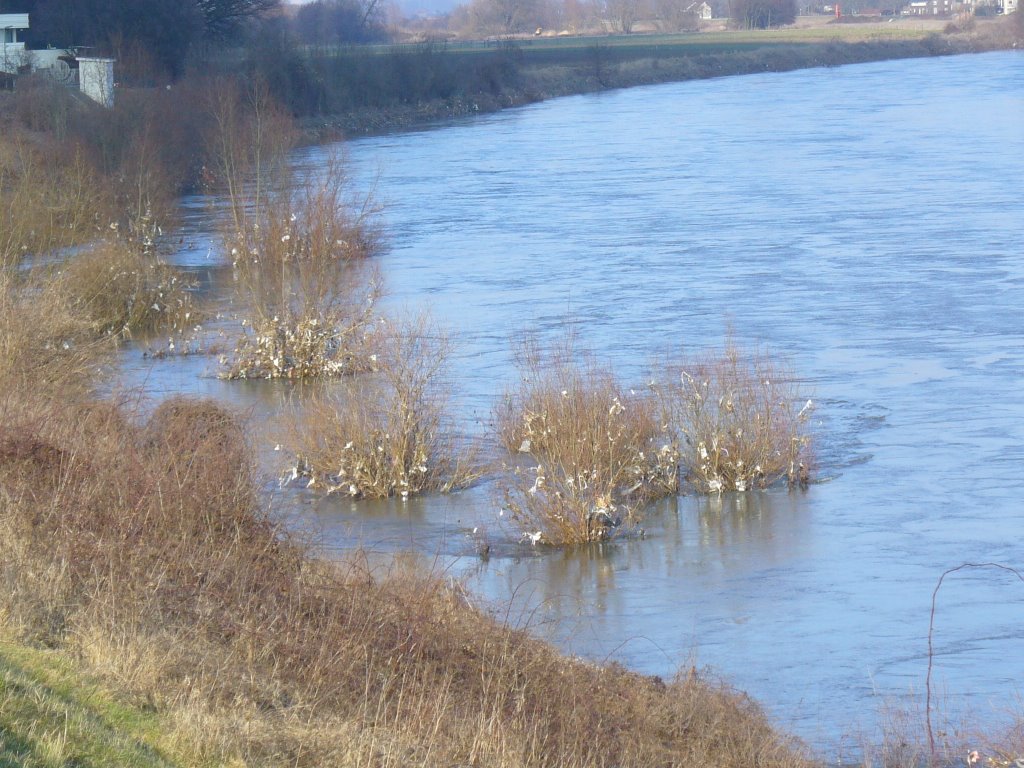 Bagcatchertrees, maastricht, maas by plastic-madness