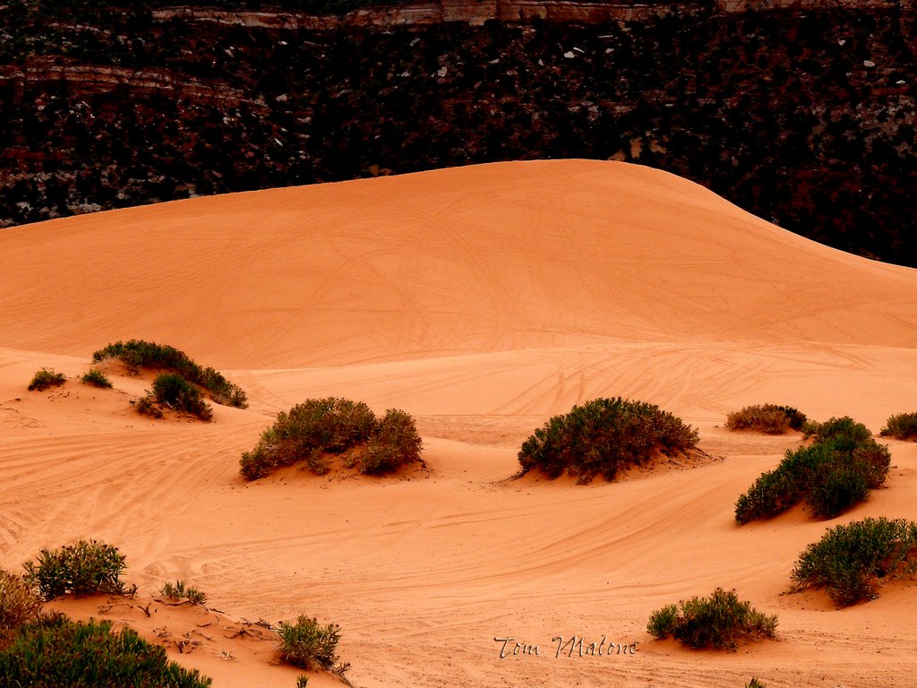 Coral Dune by jeepertom