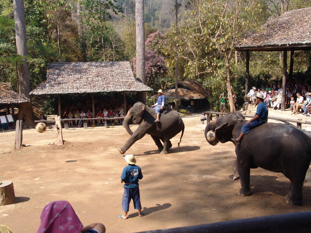 Elephant playing soccer by HeliAgus