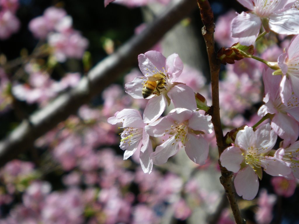 Honeybee & Cherry blossom at Sekiunin 石雲院 by よっすぃ