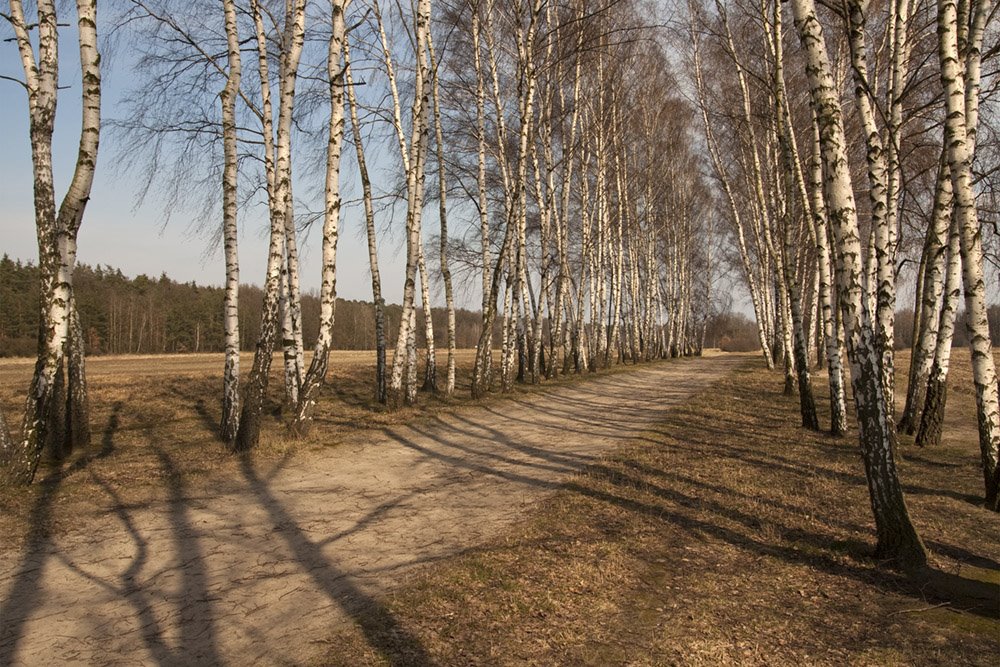 Birch Alley by Eryk Klapton Gonsien…