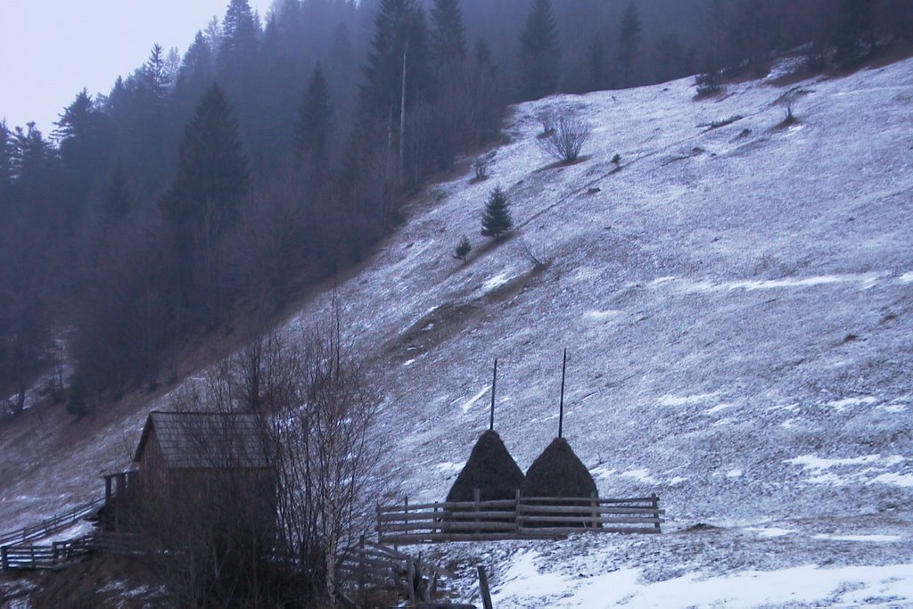 Borsa, Romania by Alin S.